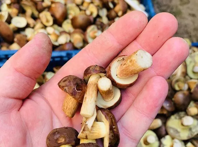 Mierzyn Sauna & Jacuzzi * Miedzychod